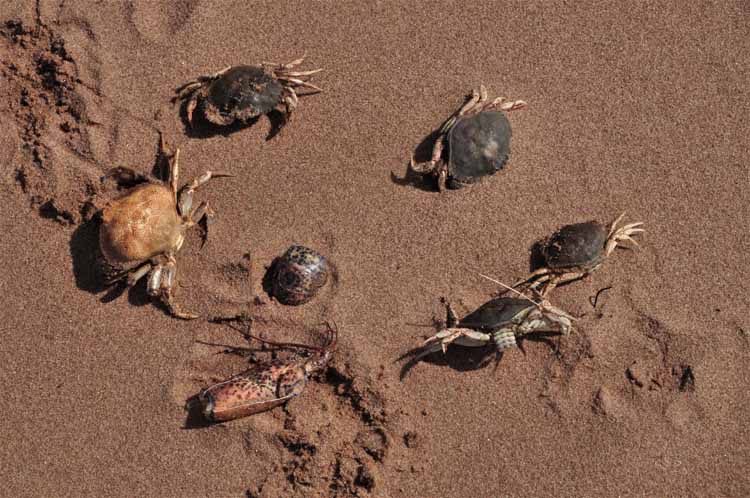 dead crabs